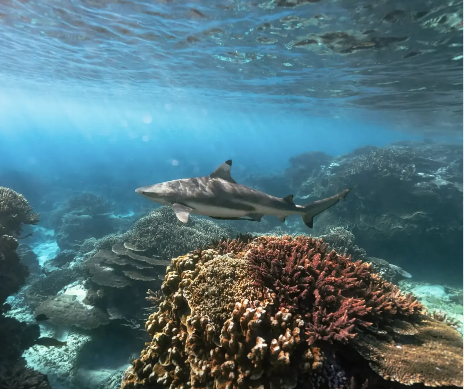 shark hatchlings emerging on lady elliot island beach