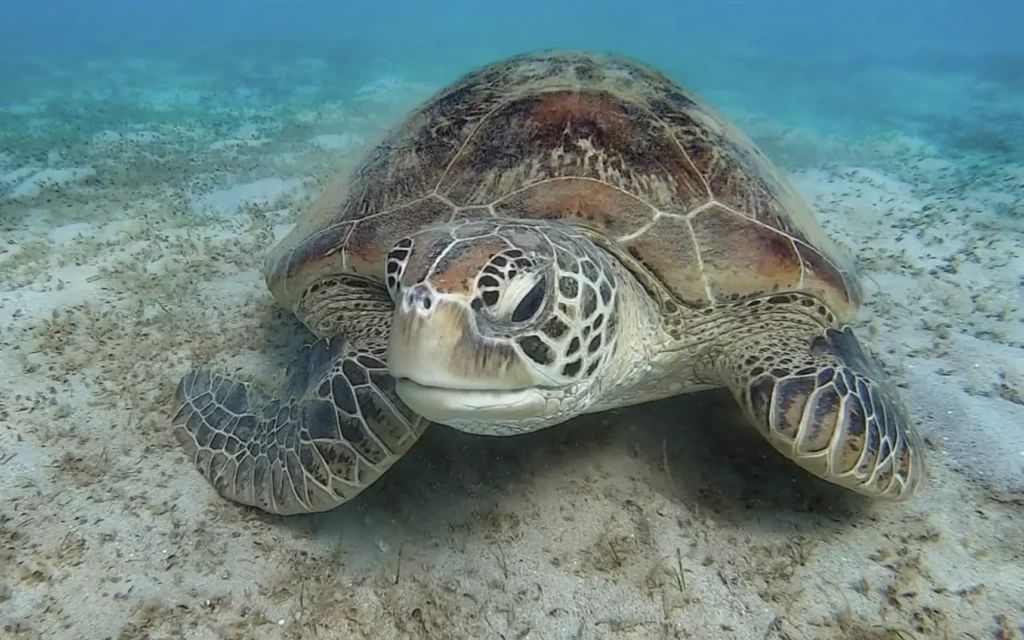 turtle hatchlings emerging on sandy beach