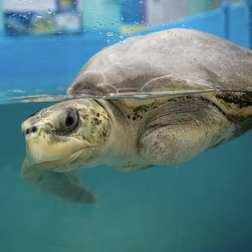 turtle rescue centre tour for reef education