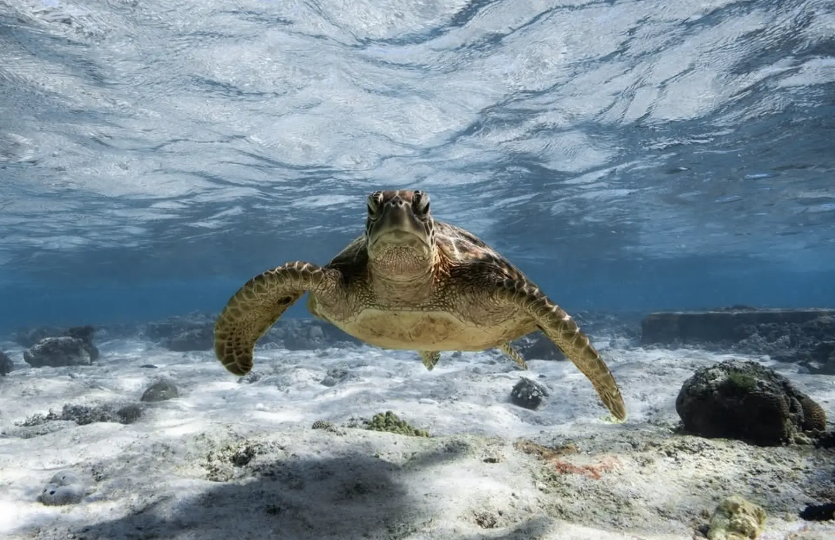 turtle snorkelling next to Lady Elliot