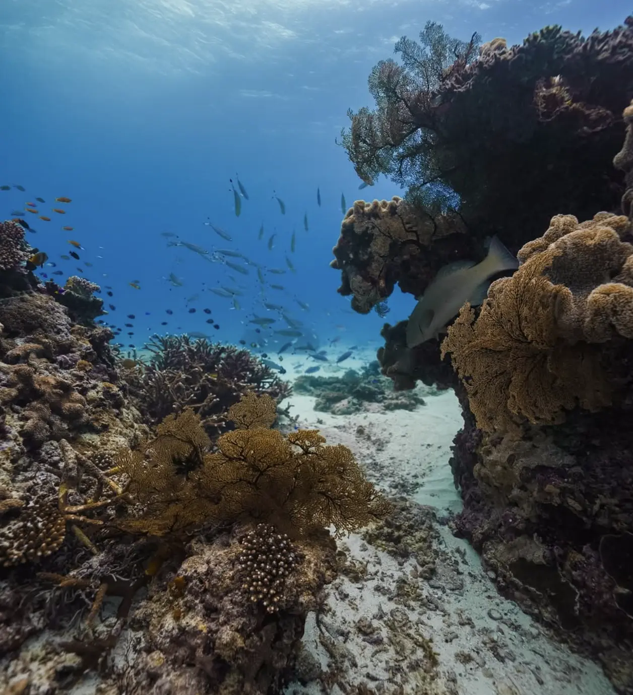 underwater observatory reef viewing