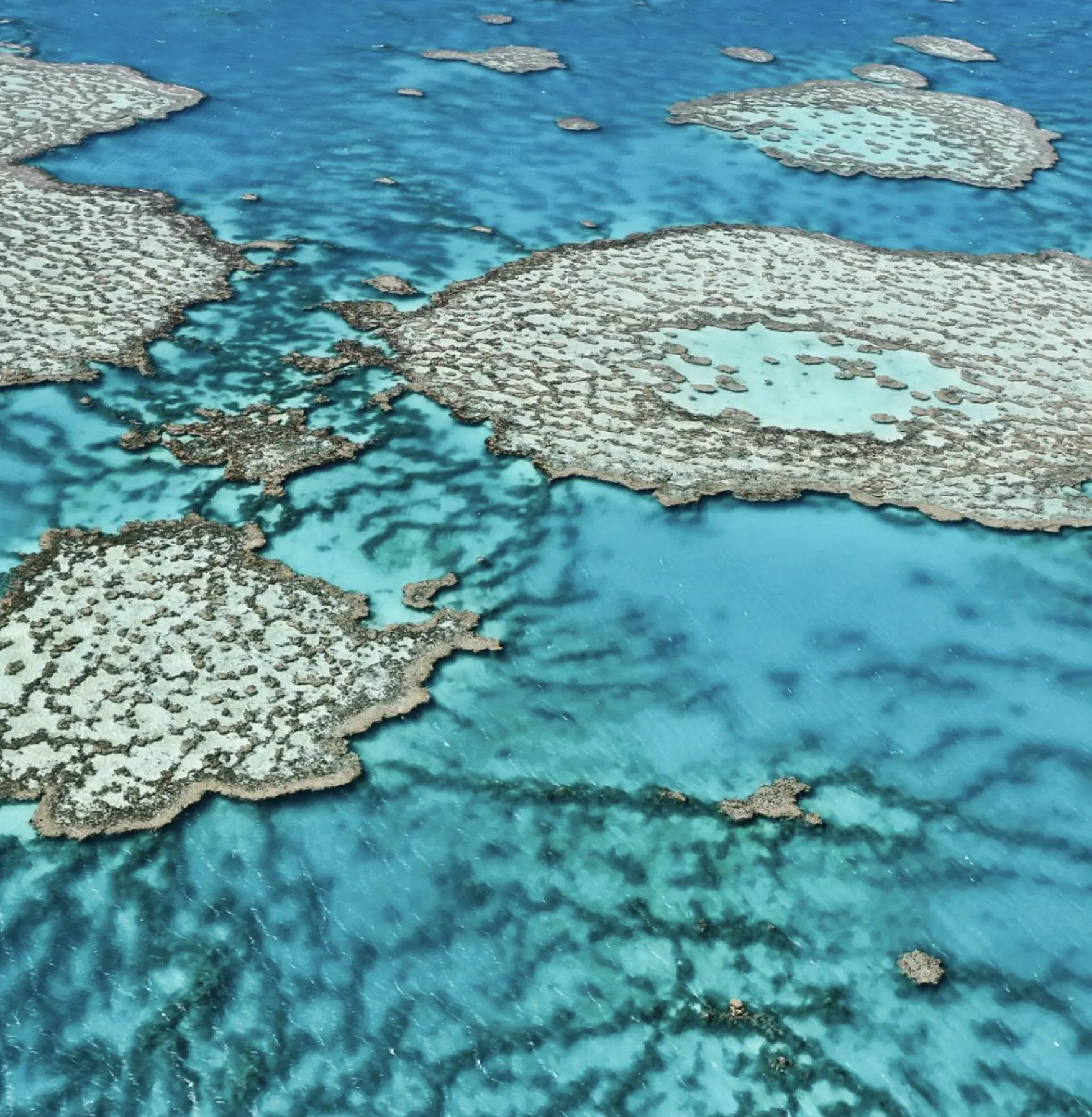 unique marine life Queensland reef