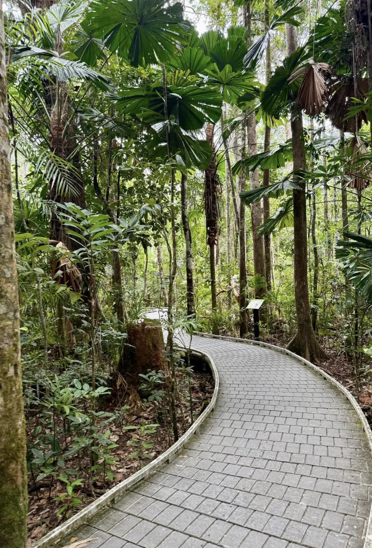 Cape Tribulation rainforest walks