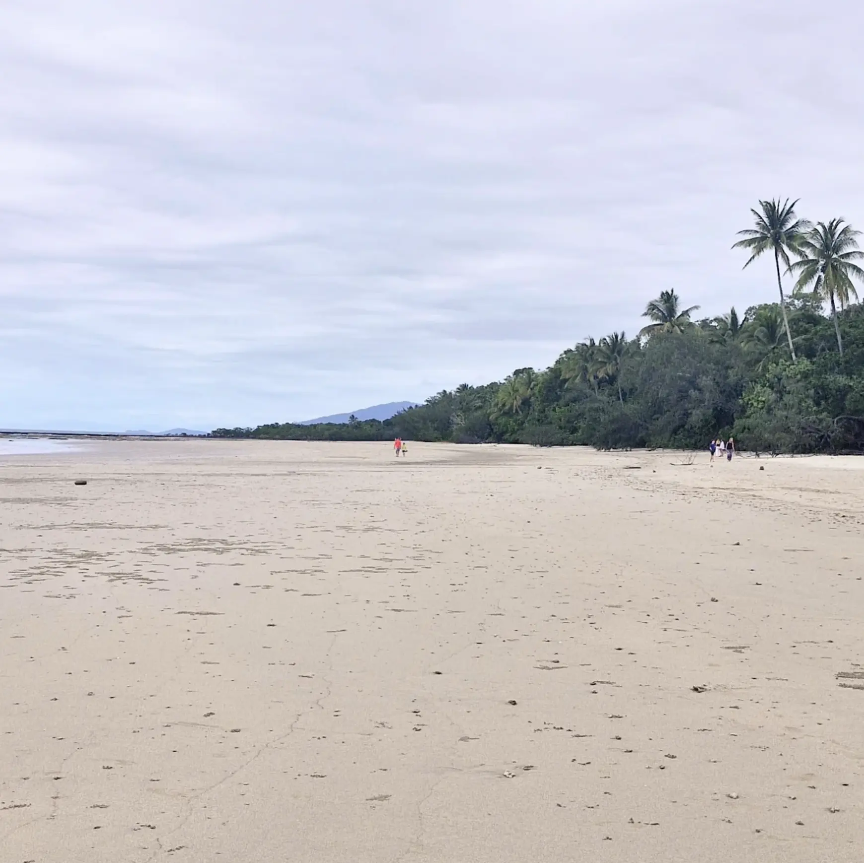 Cape Tribulation travel guide