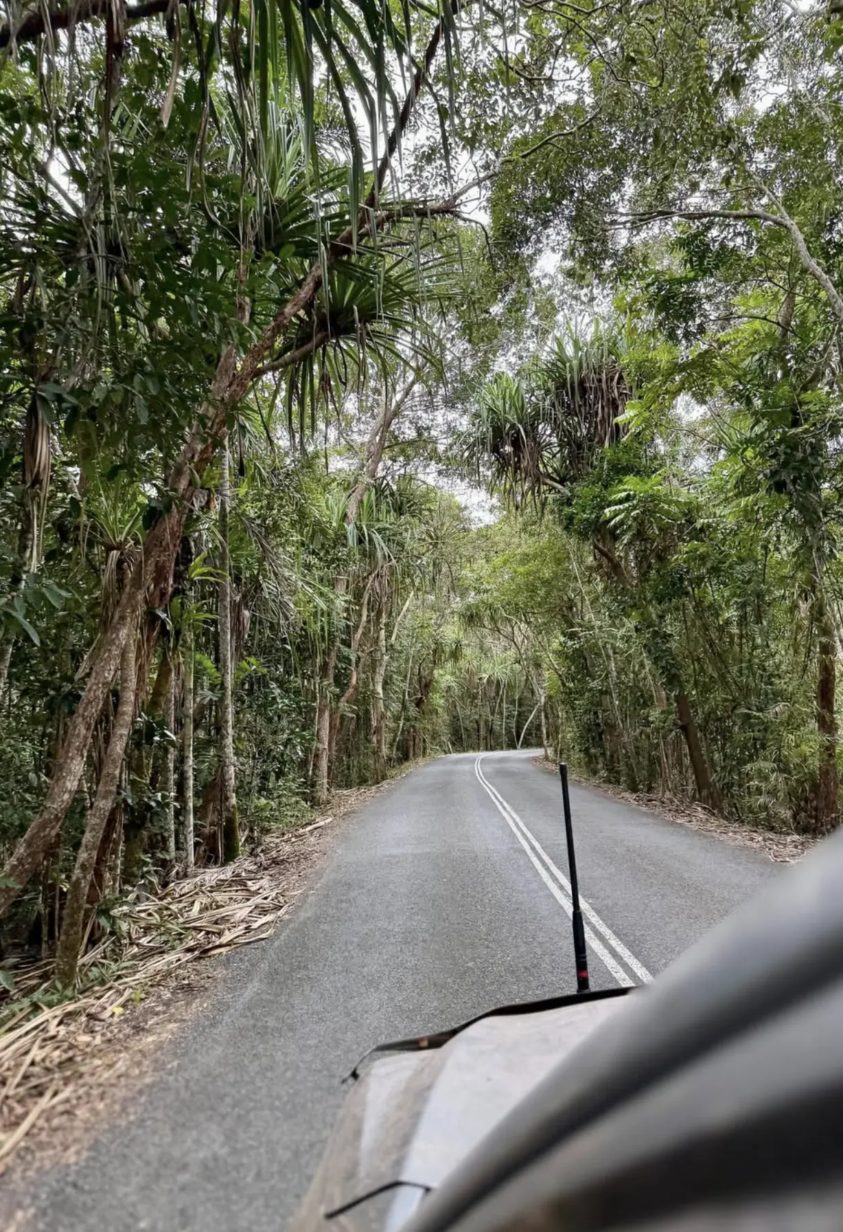 Cape Tribulation wildlife encounters
