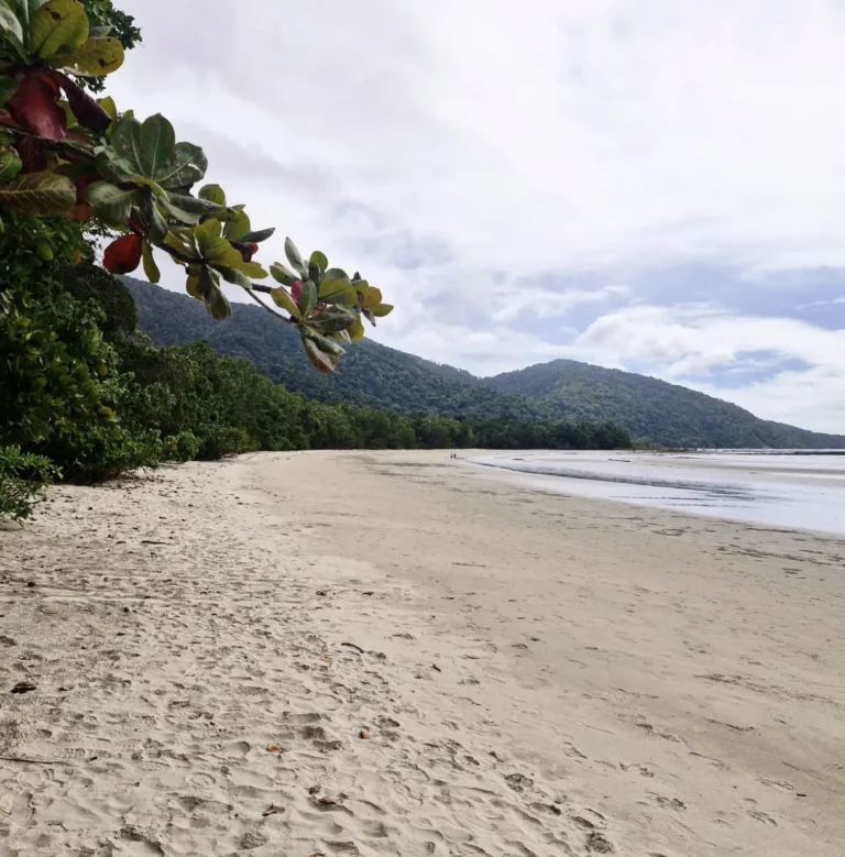 Daintree Rainforest and Cape Tribulation