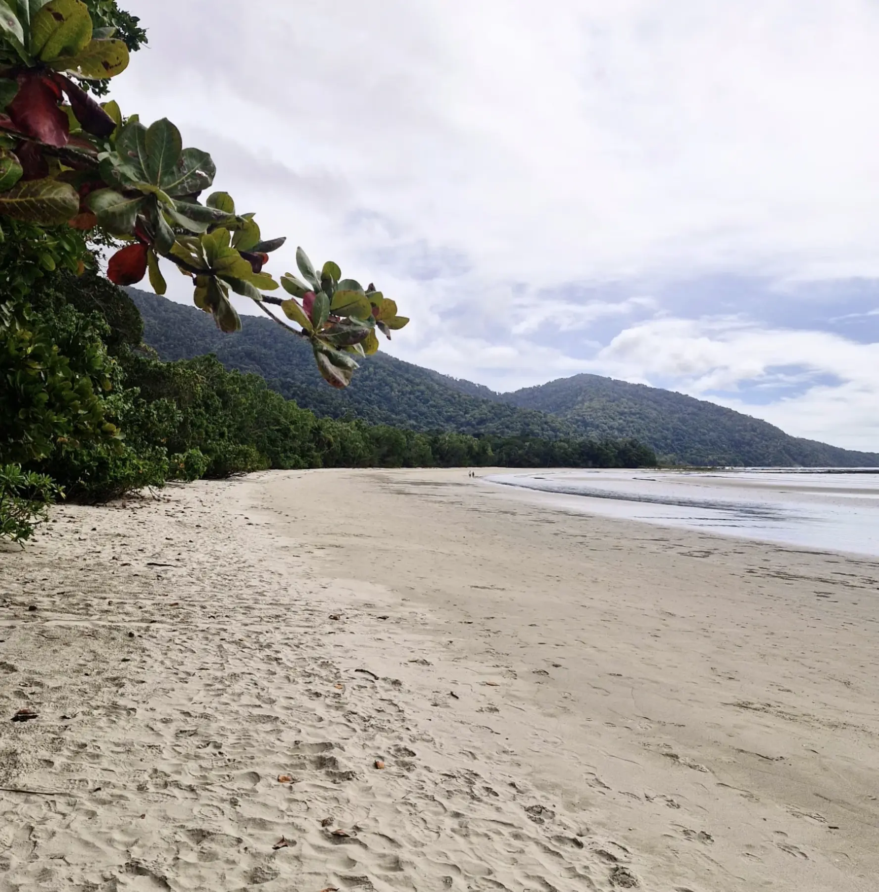 Daintree Rainforest and Cape Tribulation