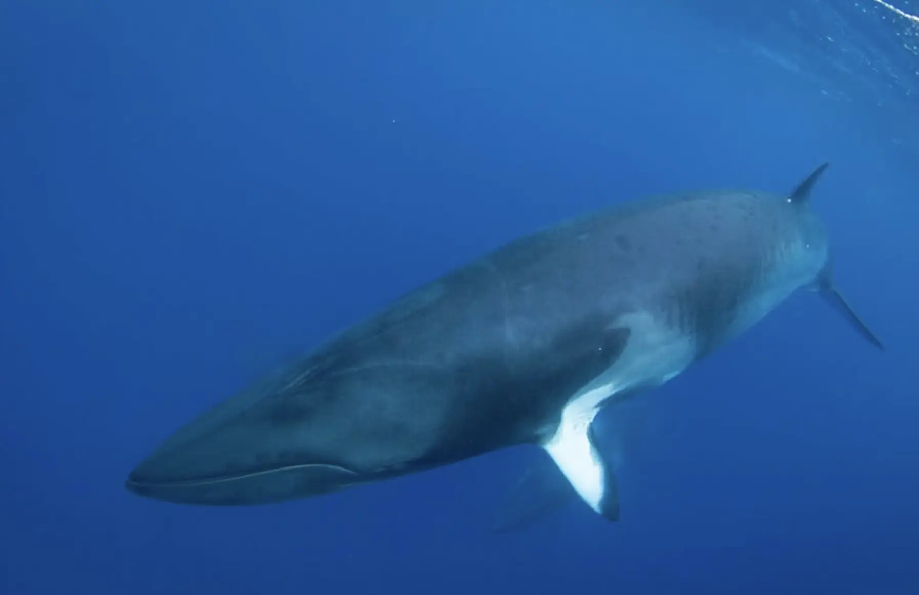 Dwarf Minke Whales