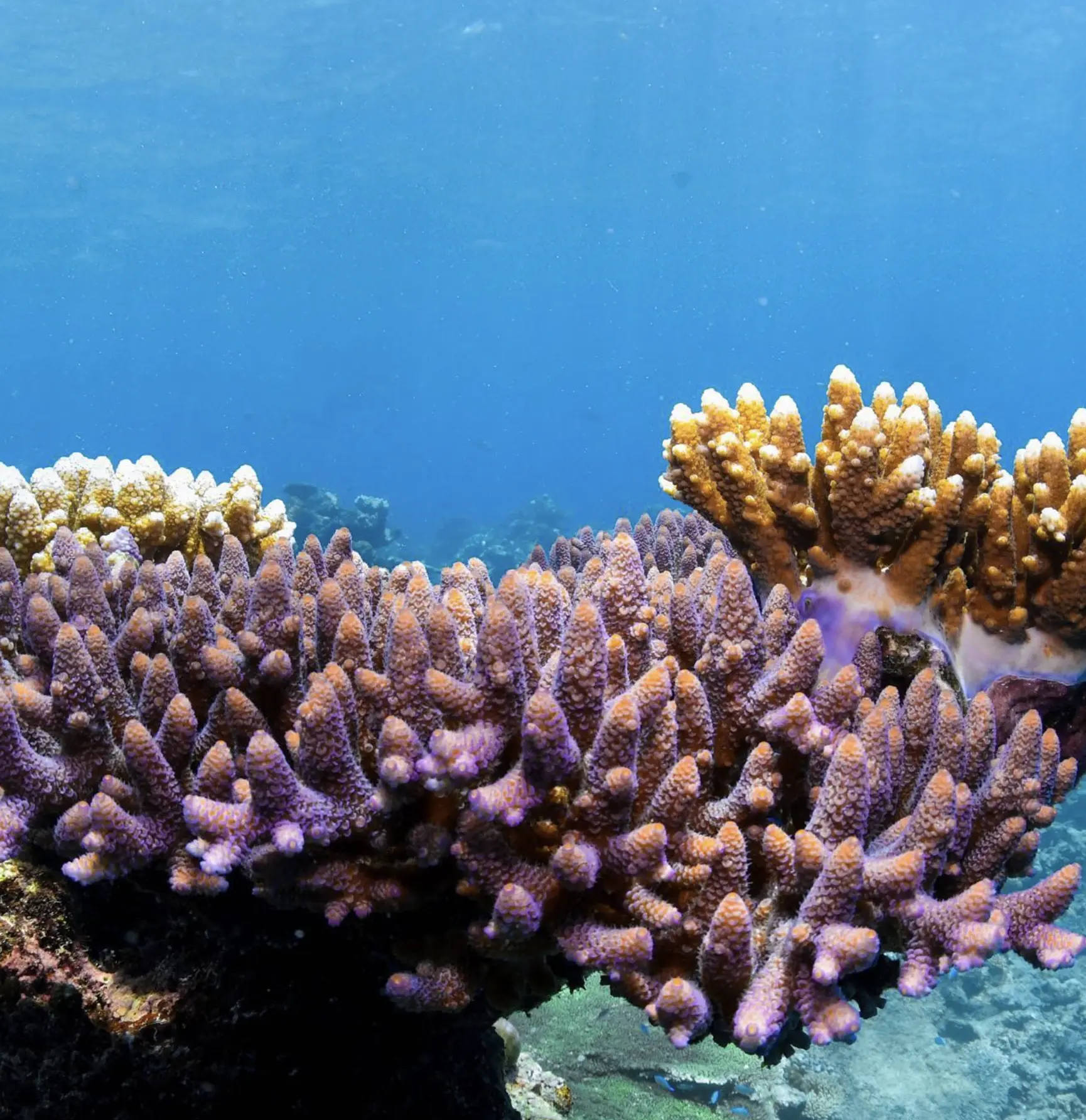 Moore Reef snorkelling tips