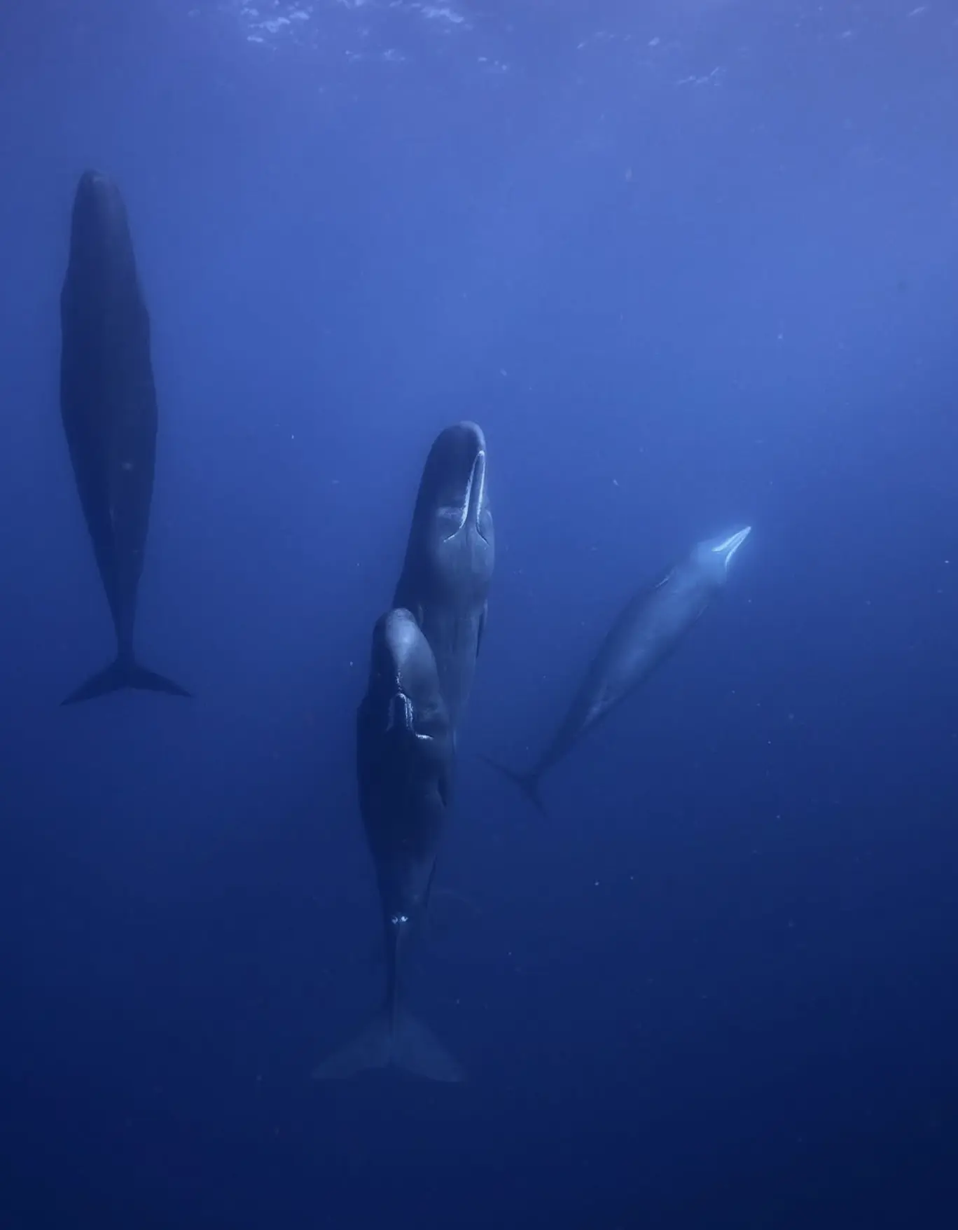 Pilot and Sperm Whales