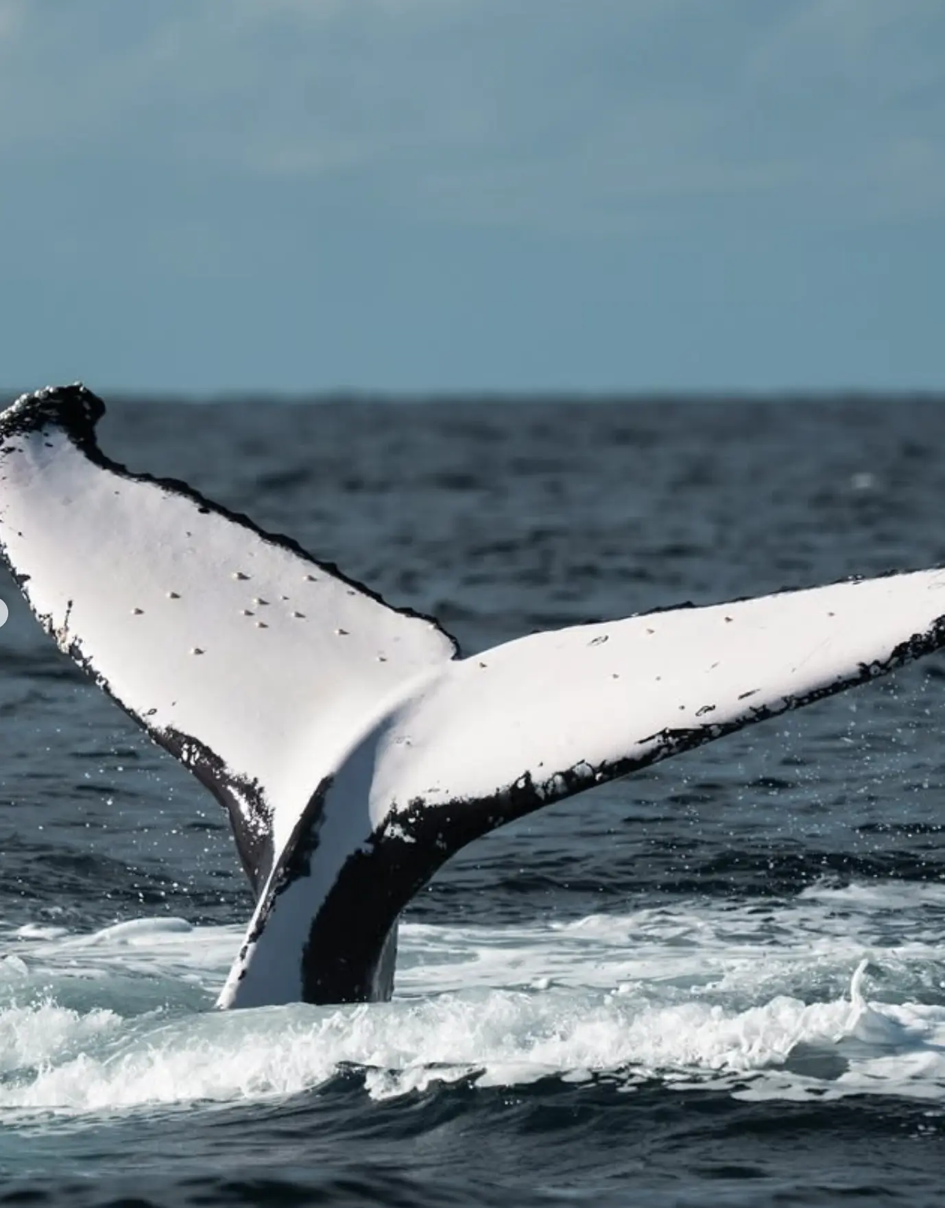 Whale and dolphin watching