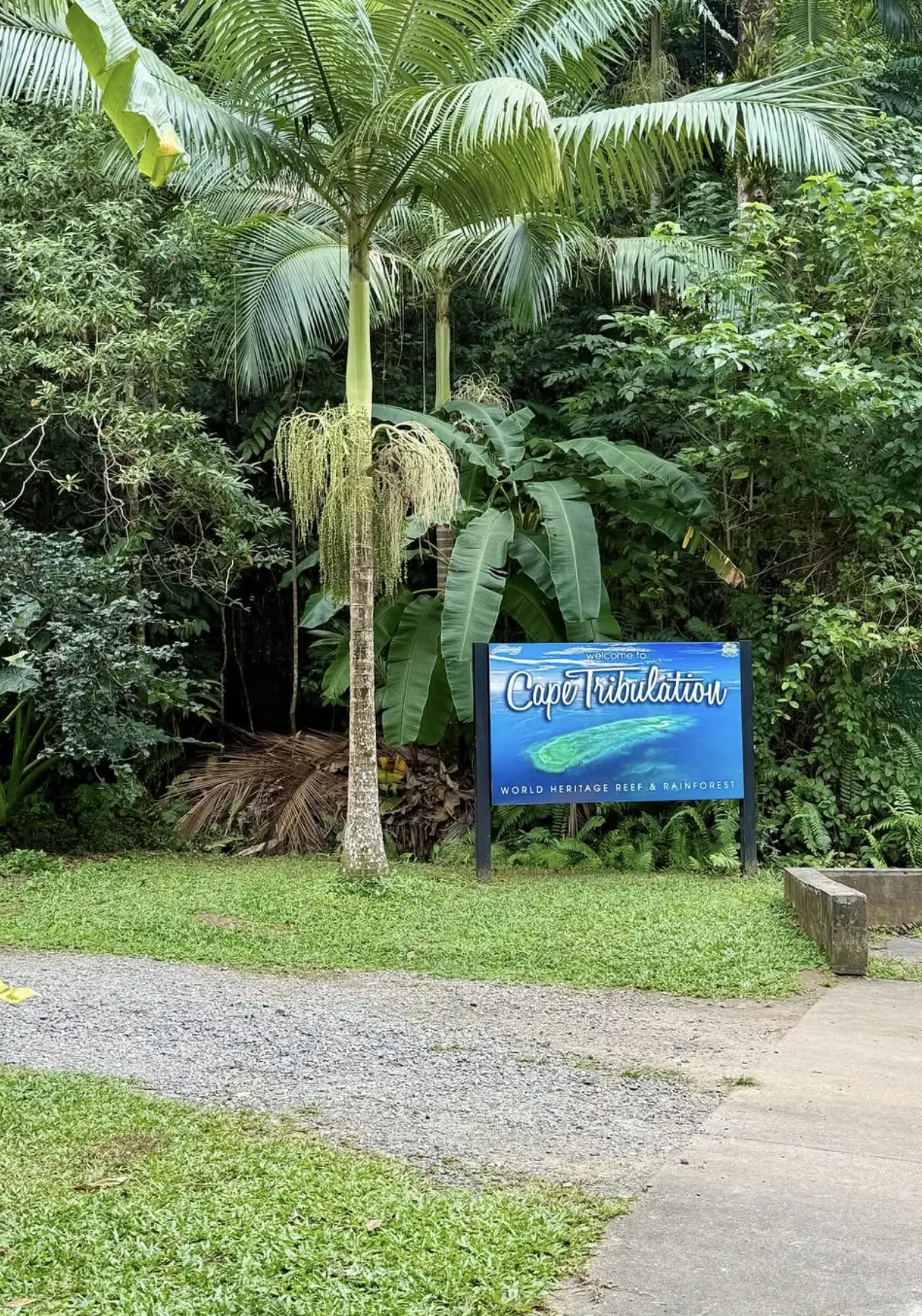 cassowary spotting Cape Tribulation