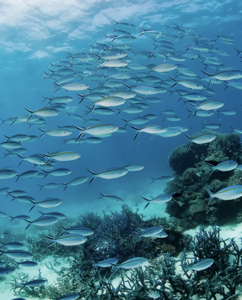 snorkelling vs diving Great Barrier Reef