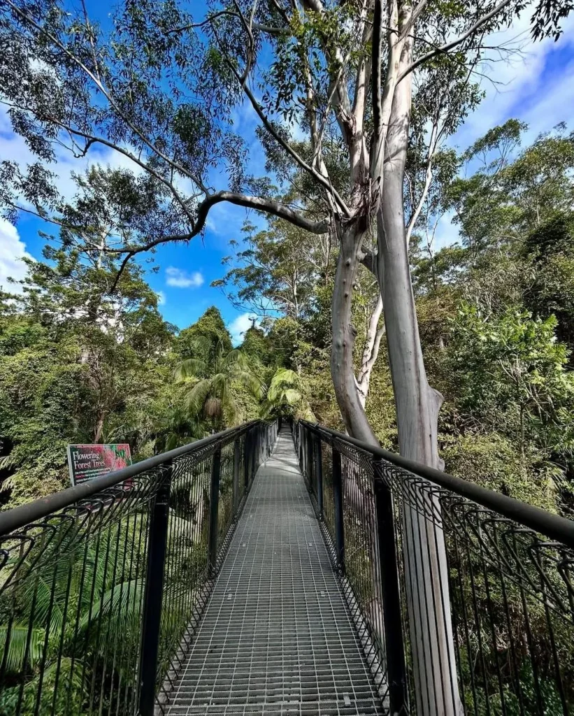 Day Tour Rainforest Skywalk & Glow Worm Caves from Brisbane
