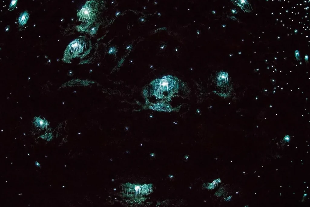 Glow Worm Day Tour from Brisbane