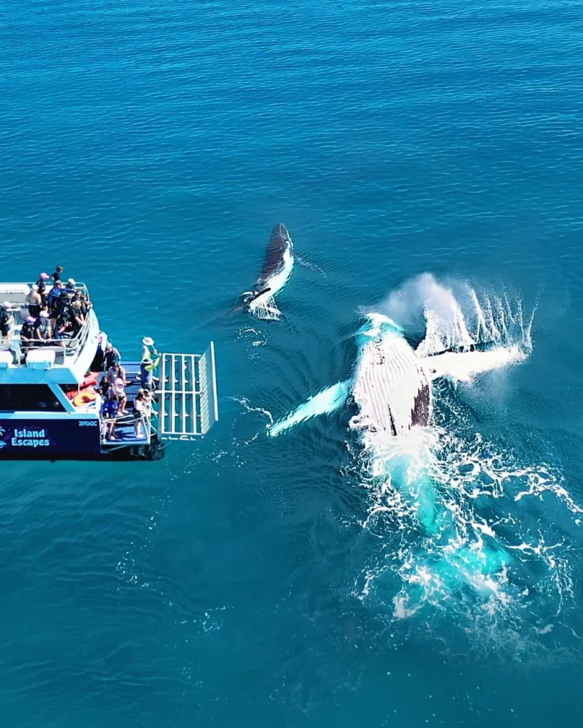 Half-Day Whale Watching Encounter Tour from Hervey Bay