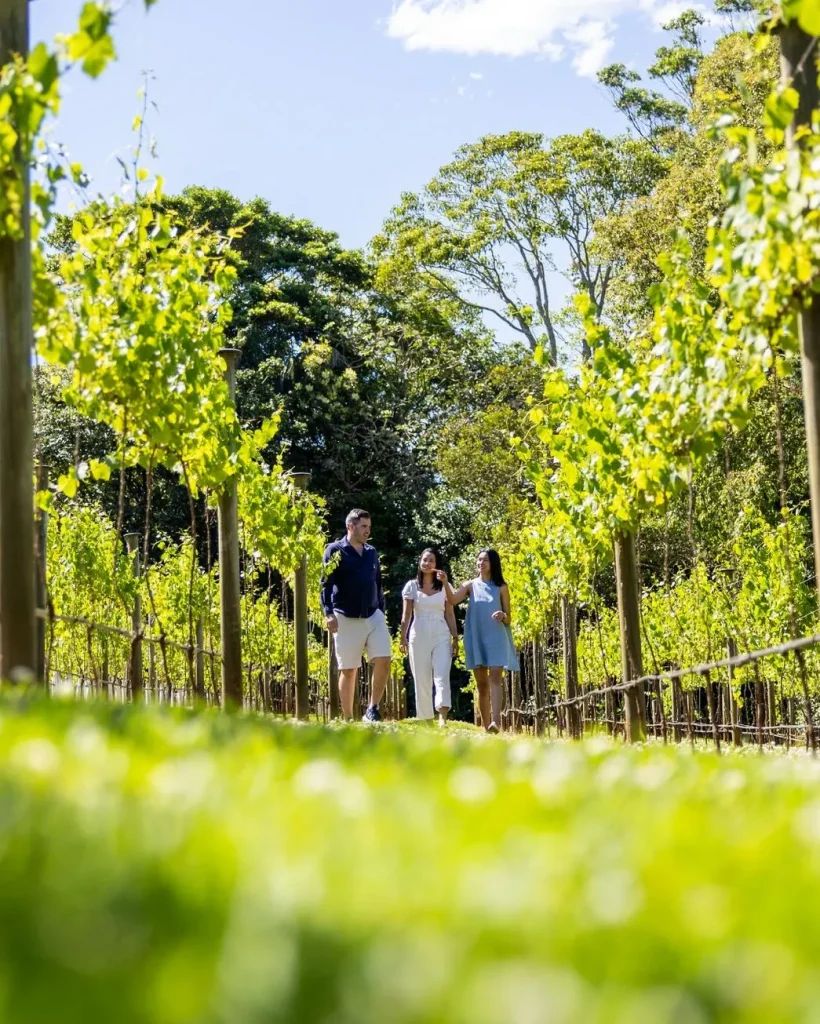 Premium Mount Tamborine Winery Trip from Gold Coast