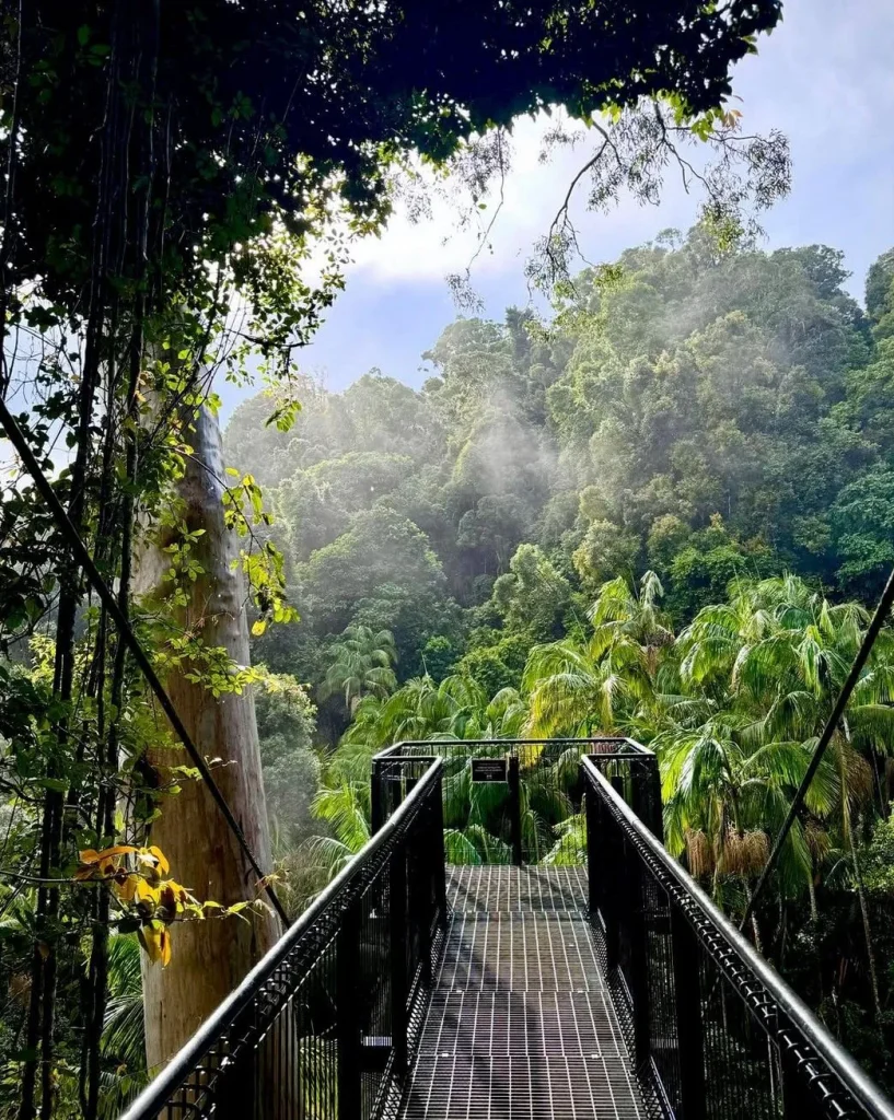 Rainforest Skywalk & Glow Worm Caves Day Tour from Gold Coast