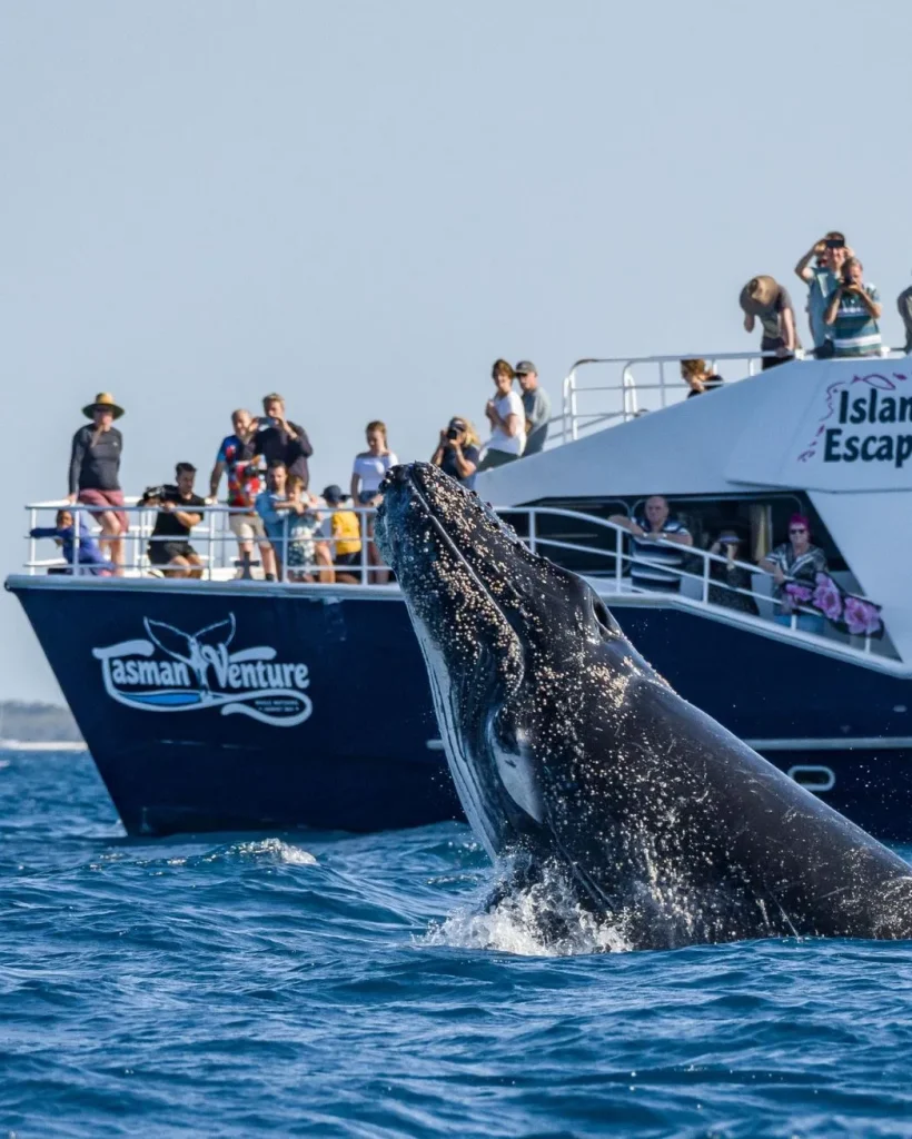 Remote K’gari and Whale Experience Tour from Hervey Bay