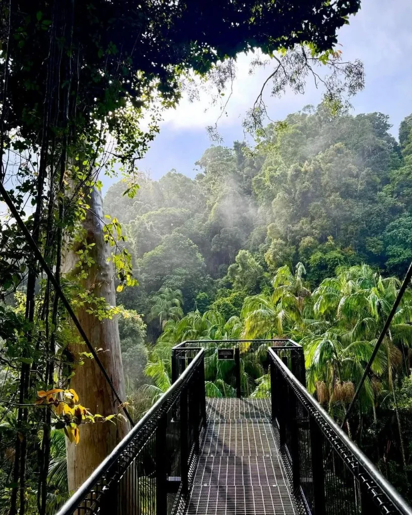 Tamborine Rainforest Skywalk Day Tour from Brisbane