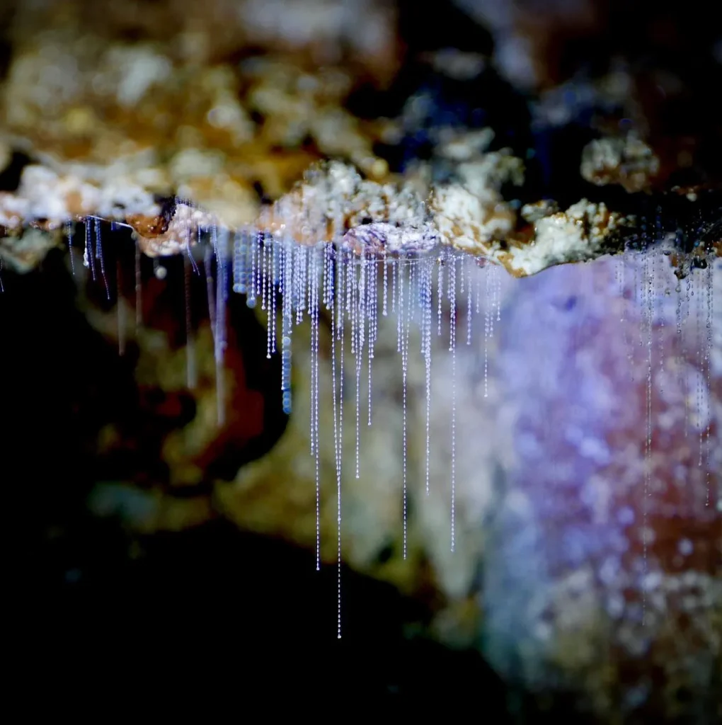 glow worm gold coast tour