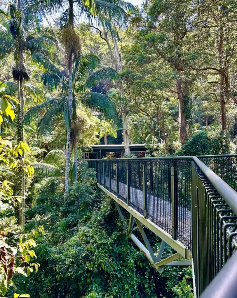 mt Tamborine Rainforest Skywalk Day Tour from Gold Coast