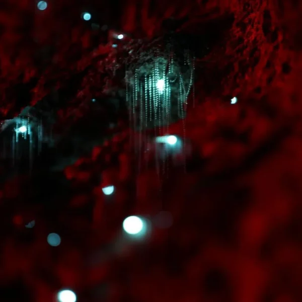 Brisbane glow worm tour