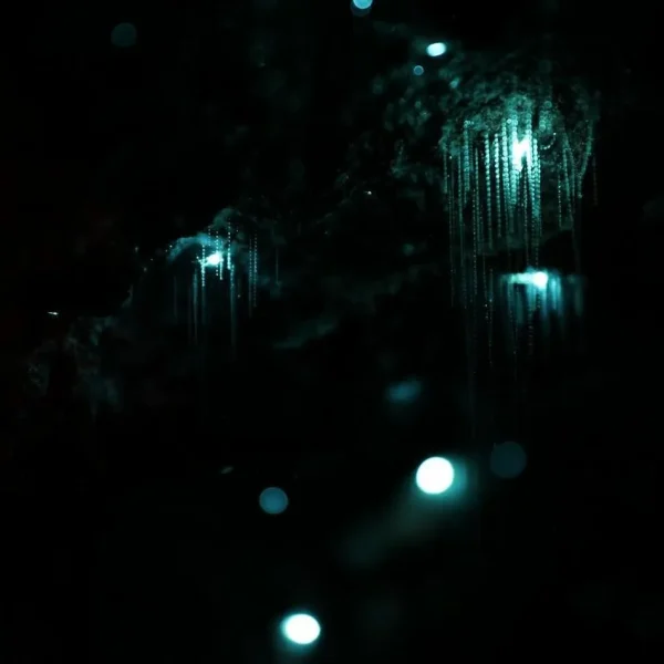 Day Tour Glow Worm and Rainforest Skywalk