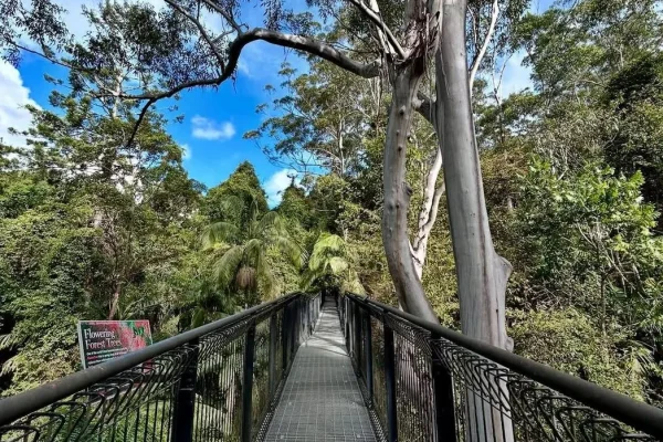 Day Tour Rainforest Skywalk & Glow Worm Caves from Brisbane