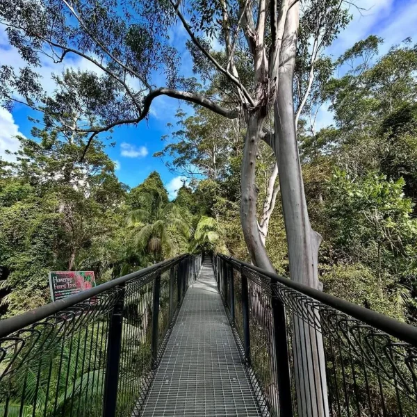 Day Tour Rainforest Skywalk & Glow Worm Caves from Gold Coast