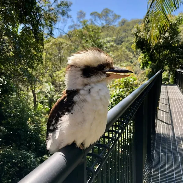 Day Trip Rainforest Skywalk & Glow Worm Caves from Gold Coast