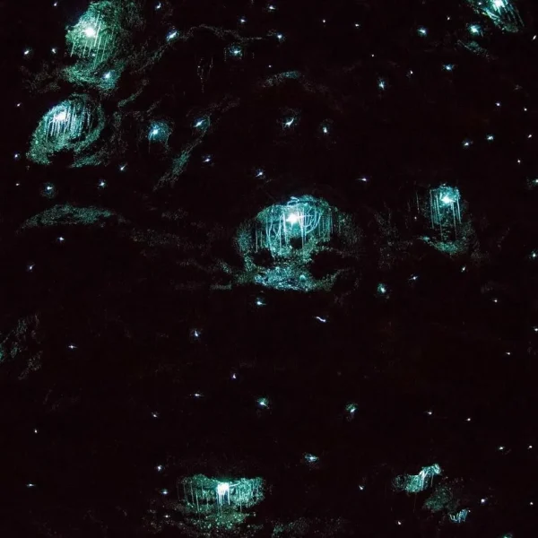 Glow Worm Day Tour from Brisbane