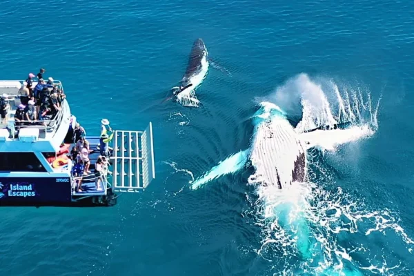 Half-Day Whale Watching Encounter Tour from Hervey Bay