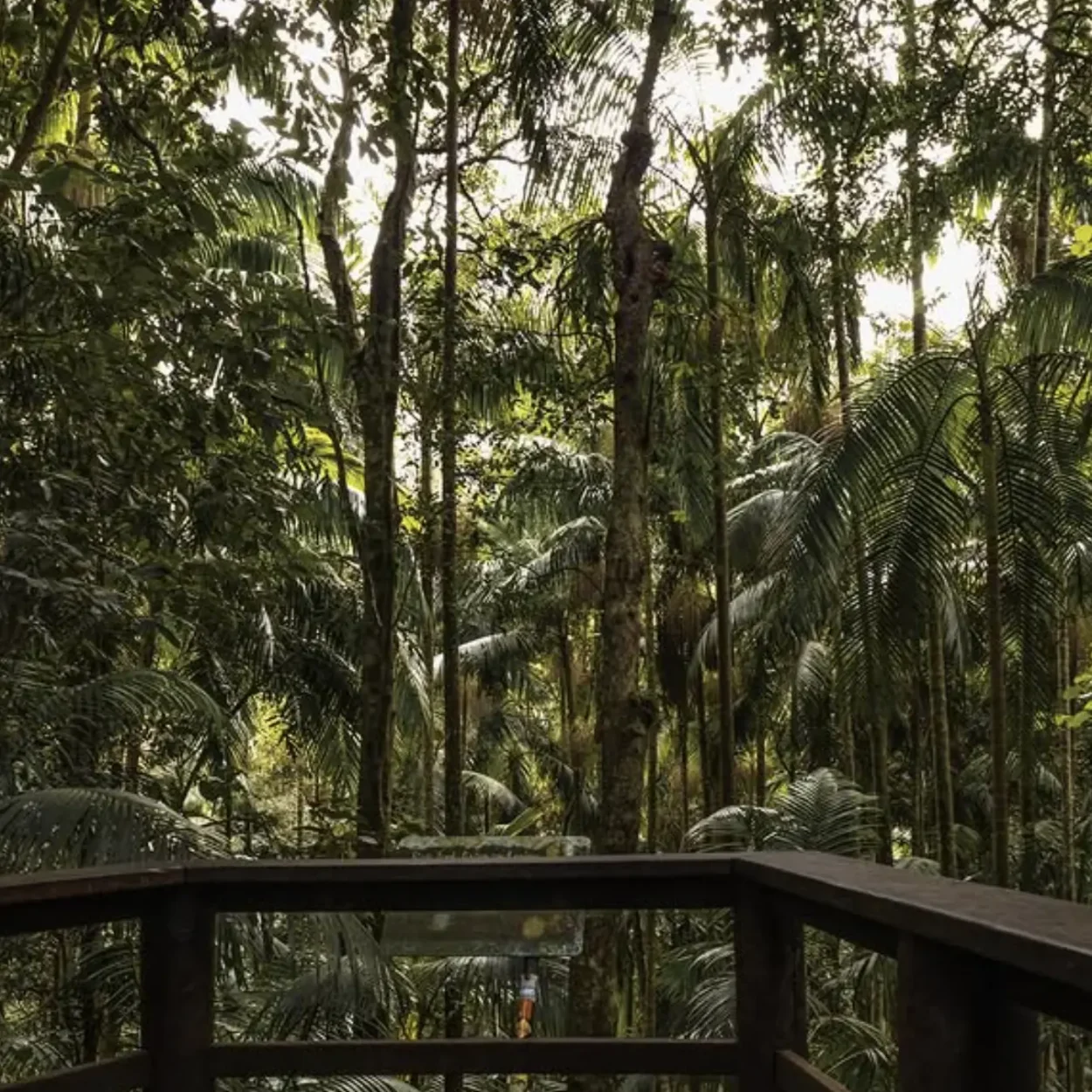 Mackay rainforest trails and beachy bliss