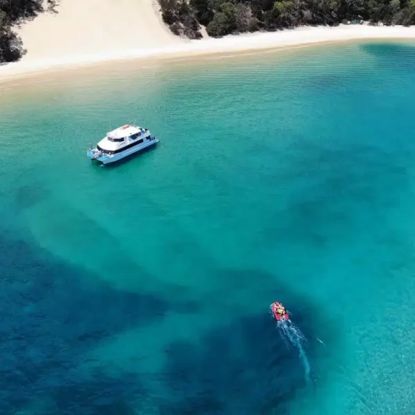 Moreton Island Eco Marine Tour, Dolphins, Dugongs & Snorkel 8