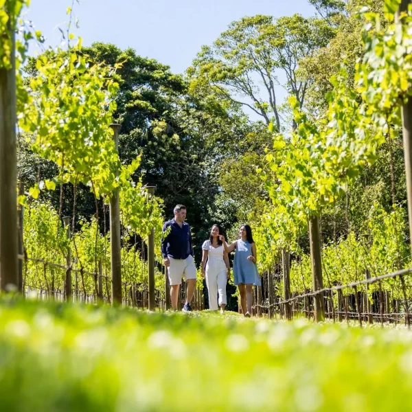 Premium Mount Tamborine Winery Trip from Gold Coast