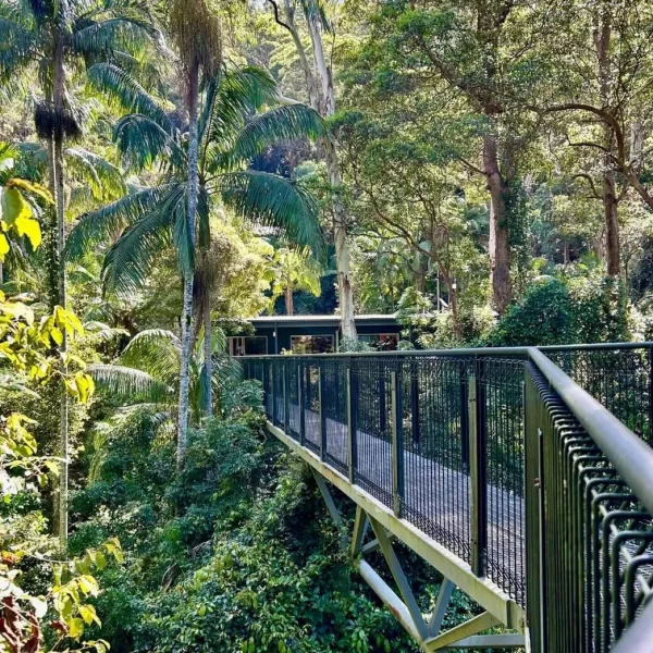 Rainforest Skywalk & Glow Worm Caves Day Trip from Gold Coast