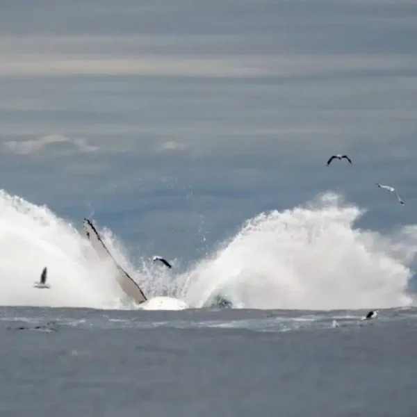 Safari-Style Whale Watching Tour from Gold Coast 2