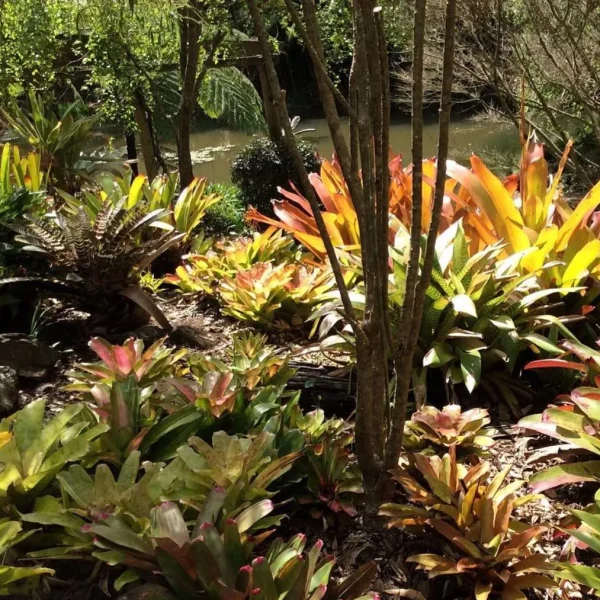 Tamborine Mountain Bus Tour from Gold Coast19