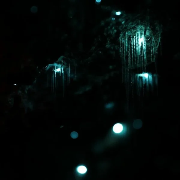 Tamborine Mountain Bus Trips from Brisbane