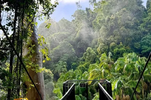 Tamborine Rainforest Skywalk Day Tour from Brisbane