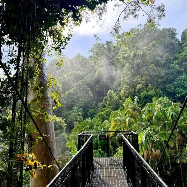 Tamborine Rainforest Skywalk Day Tour from Brisbane