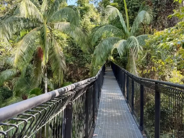 Tamborine Rainforest Skywalk Guide