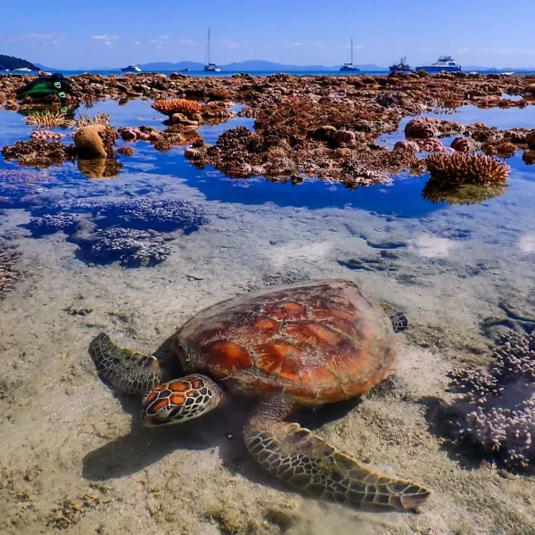 Tours Whitehaven Beach