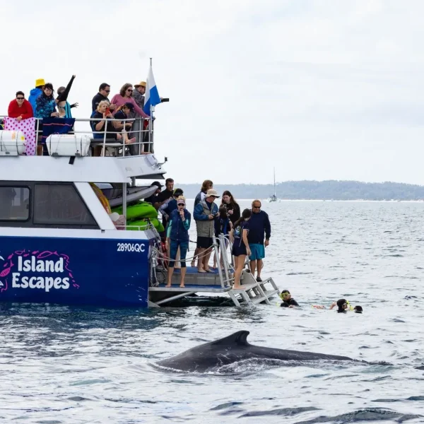 best whale watching hervey bay