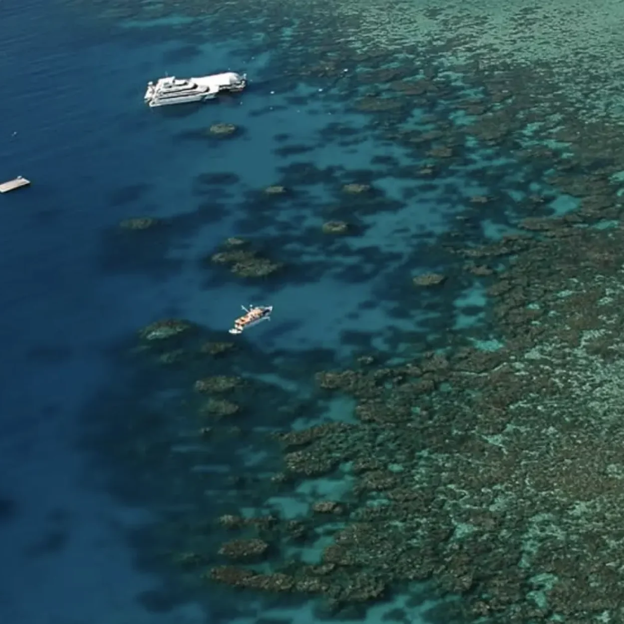colourful coral reef showcasing marine biodiversity