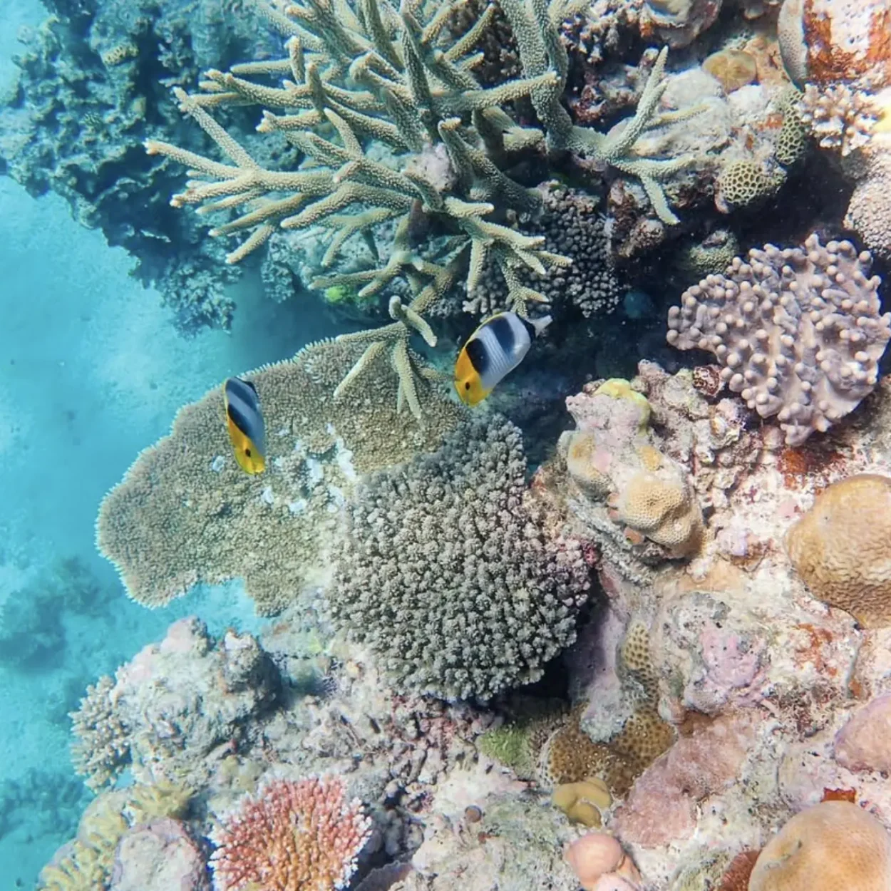 beaches of the great barrier Reef