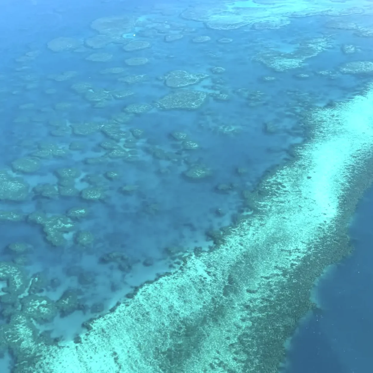 coral snorkel off beach Lady Elliot island
