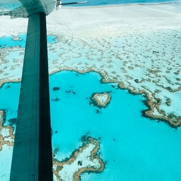 flight heart reef