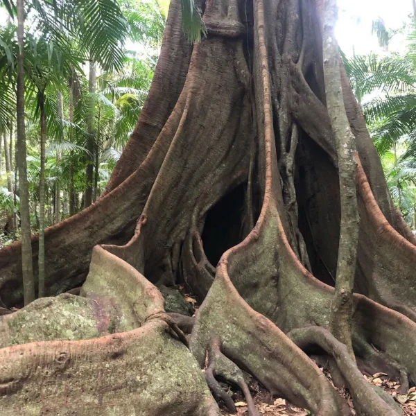 full day Premium Mount Tamborine Winery Tour from Brisbane